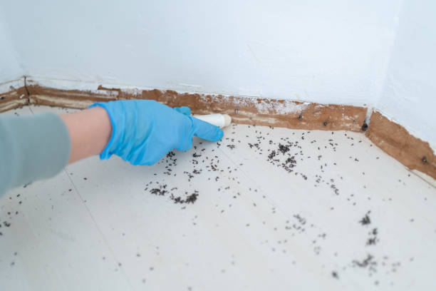 Best Cockroach Control Services  in Baltic, CT