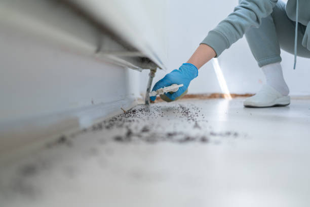 Best Local Pest Control Services  in Baltic, CT